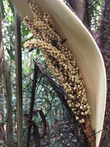 Bactris acanthocarpa (Bactris acanthocarpa)