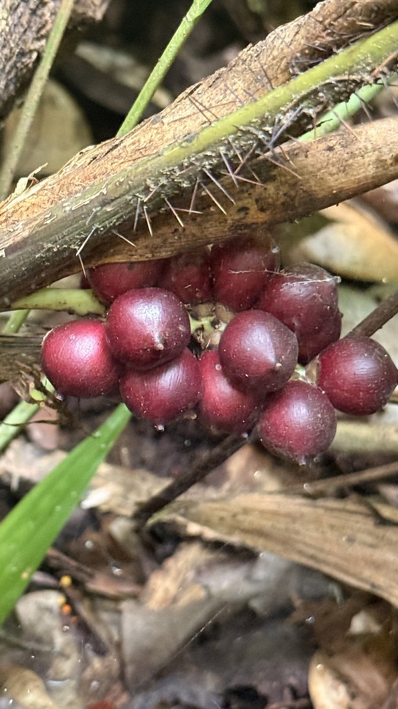 Bactris bahiensis (Bactris bahiensis)