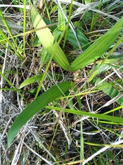 Bactris campestris (Bactris campestris)