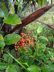 Bactris campestris (Bactris campestris)
