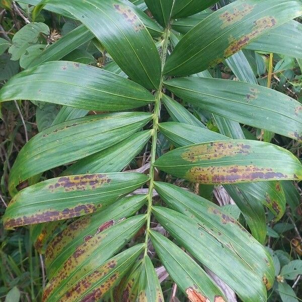 Bactris campestris (Bactris campestris)