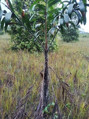 Bactris campestris (Bactris campestris)