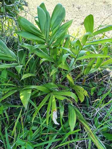 Bactris campestris (Bactris campestris)