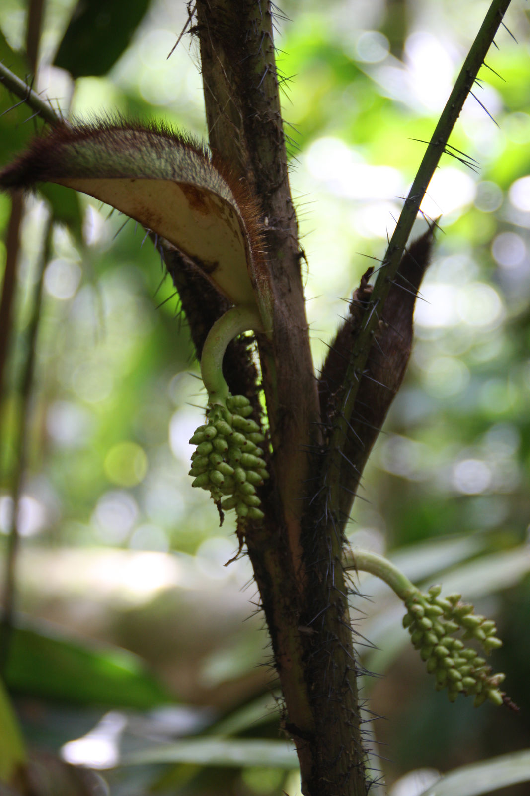 Caryota-leaved peach palm: Bactris caryotifolia