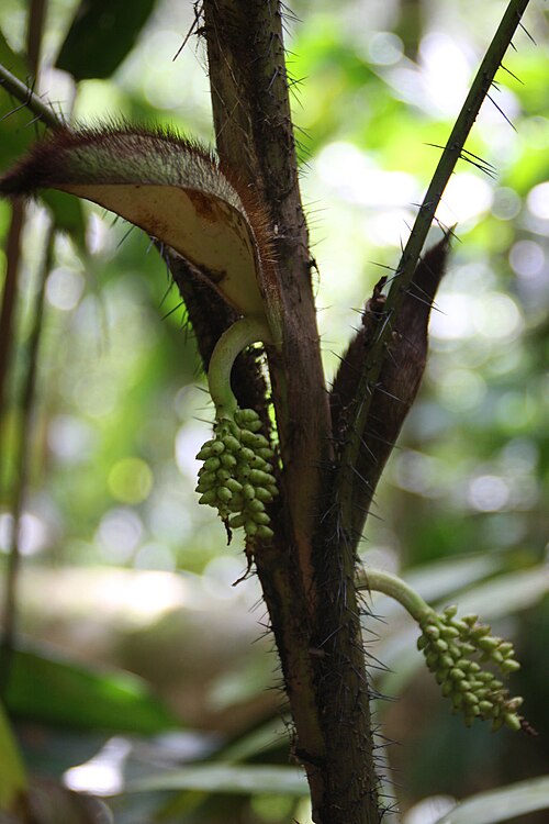 Caryota-leaved peach palm: Bactris caryotifolia