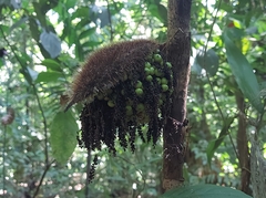 Bactris coloradonis (Bactris coloradonis)