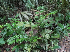Bactris elegans (Bactris elegans)