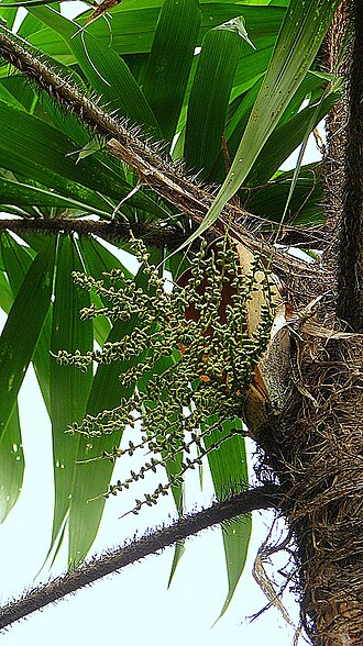 Bactris ferruginea: Bactris ferruginea Burret