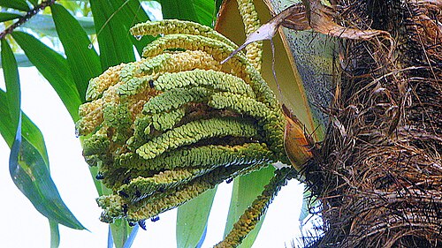 Bactris ferruginea: Bactris ferruginea Burret