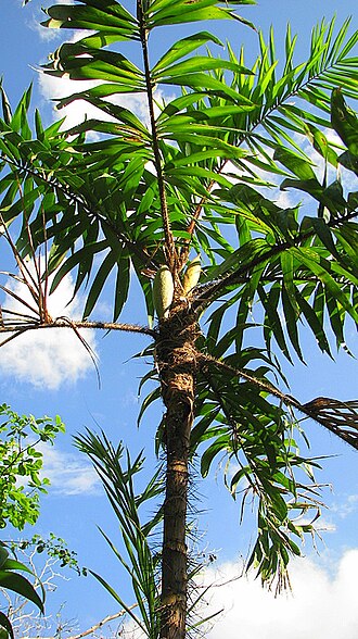 Bactris ferruginea: Bactris ferruginea Burret