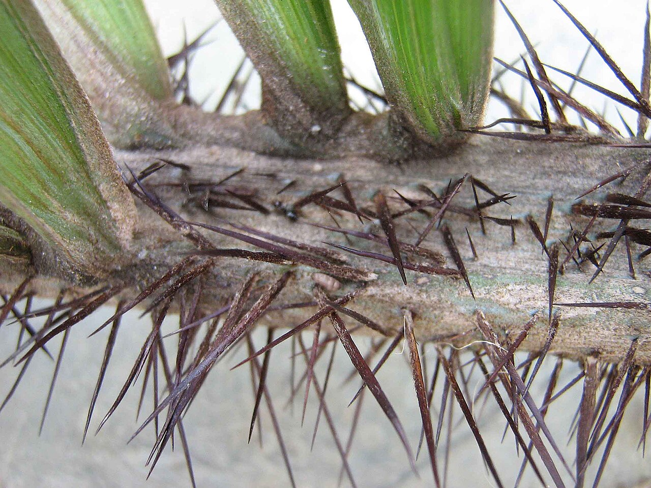 Bactris ferruginea: Bactris ferruginea Burret