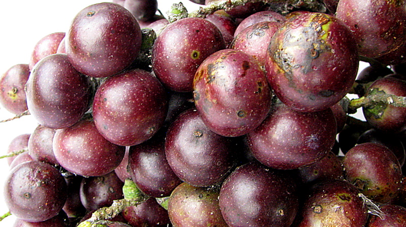 Bactris ferruginea: Bactris ferruginea Burret