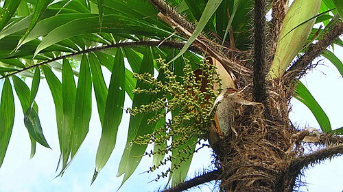 Bactris ferruginea: Bactris ferruginea Burret