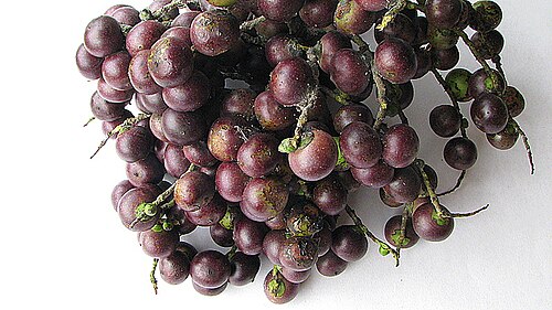 Bactris ferruginea: Bactris ferruginea Burret