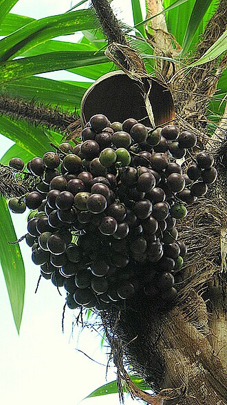 Bactris ferruginea: Bactris ferruginea Burret