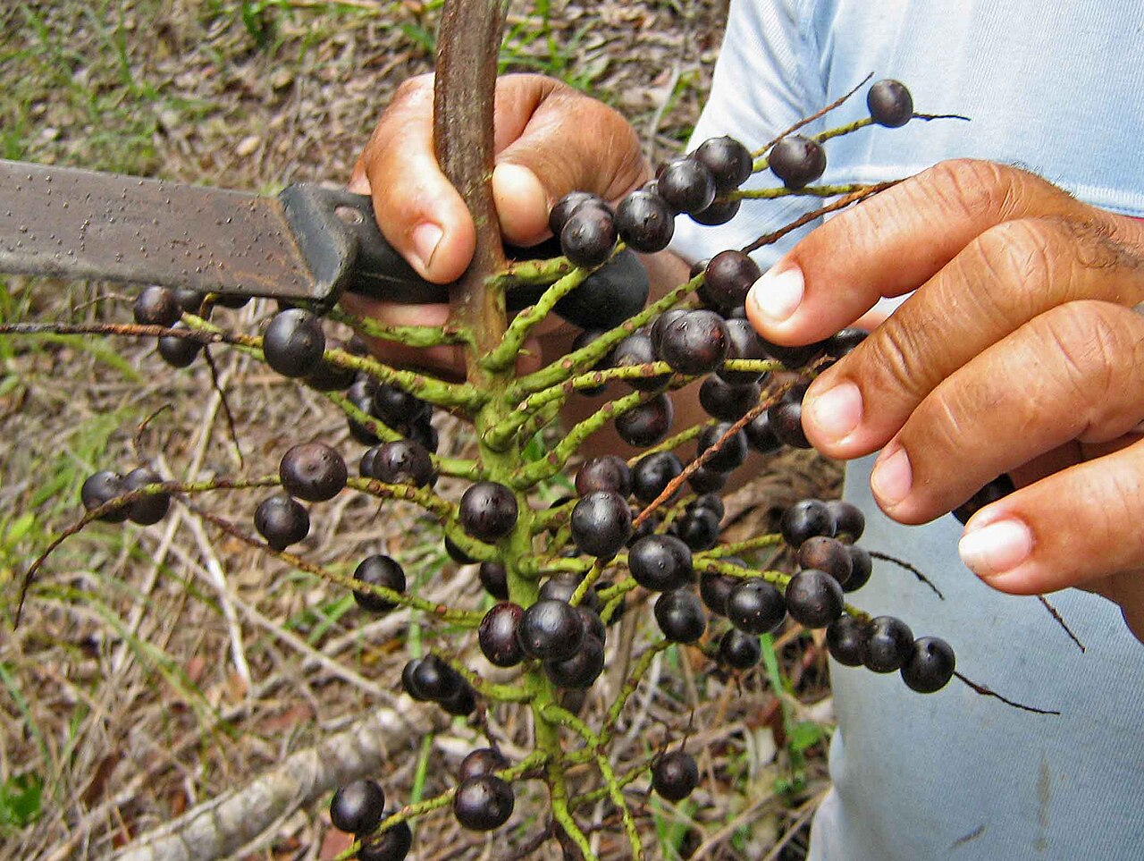 Bactris ferruginea: Bactris ferruginea Burret