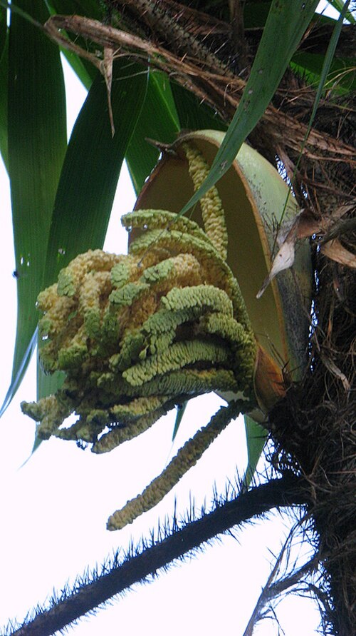 Bactris ferruginea: Bactris ferruginea Burret