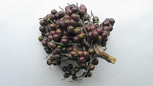 Bactris ferruginea: Bactris ferruginea Burret