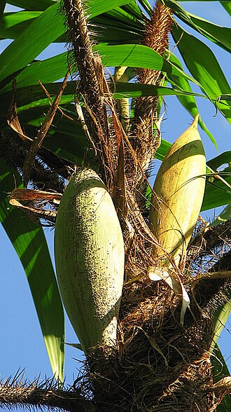 Bactris ferruginea: Bactris ferruginea Burret