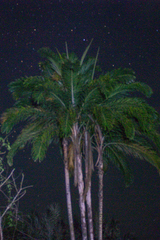 Peach palm (Bactris gasipaes)
