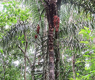 Peach palm: Widespread and widely cultivate in the Neotropics, the thorny Peach Palm has edible fruit as the name would suggest. Local names include Pejibaye and Chantaduro