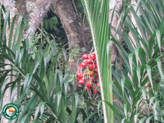 Peach palm (Bactris gasipaes)