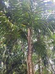 Peach palm (Bactris gasipaes)