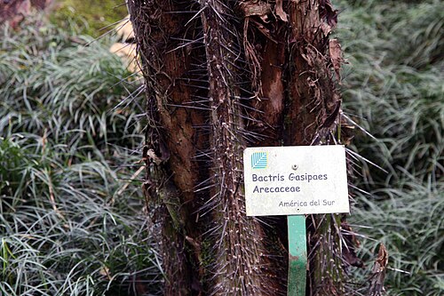Peach palm: Location taken: Else Kientzler Botanical Garden, Sarchi Norte, Costa Rica. Names: Bactris gasipaes Kunth, Barackpálma, Cachipae, Cachipay, Cachipay (Colombia),
