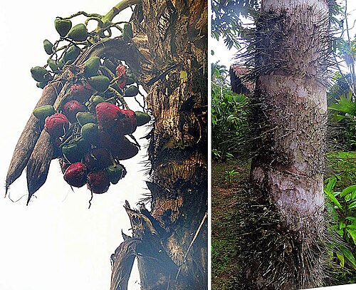 Peach palm: The thorny Peach Palm or Chontaduro is native and/or cultivated throughout the Neotropics. The fruit are eaten after cooking.