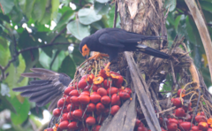 Peach palm (Bactris gasipaes)