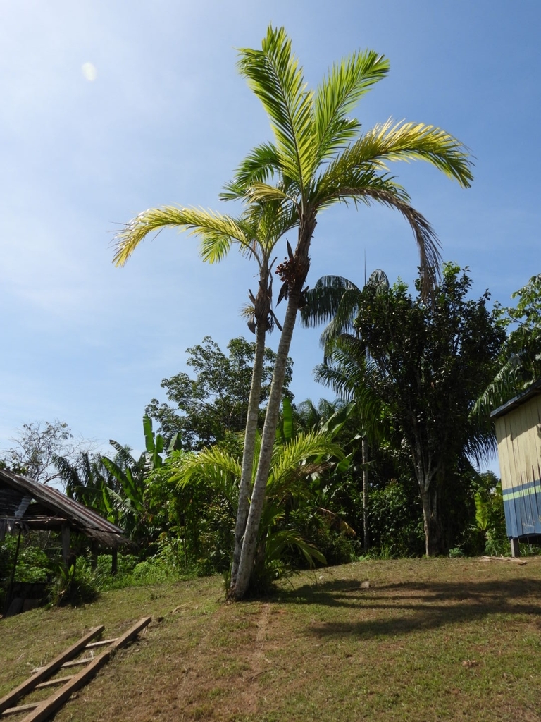 Peach palm (Bactris gasipaes)