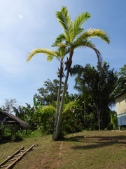 Peach palm (Bactris gasipaes)