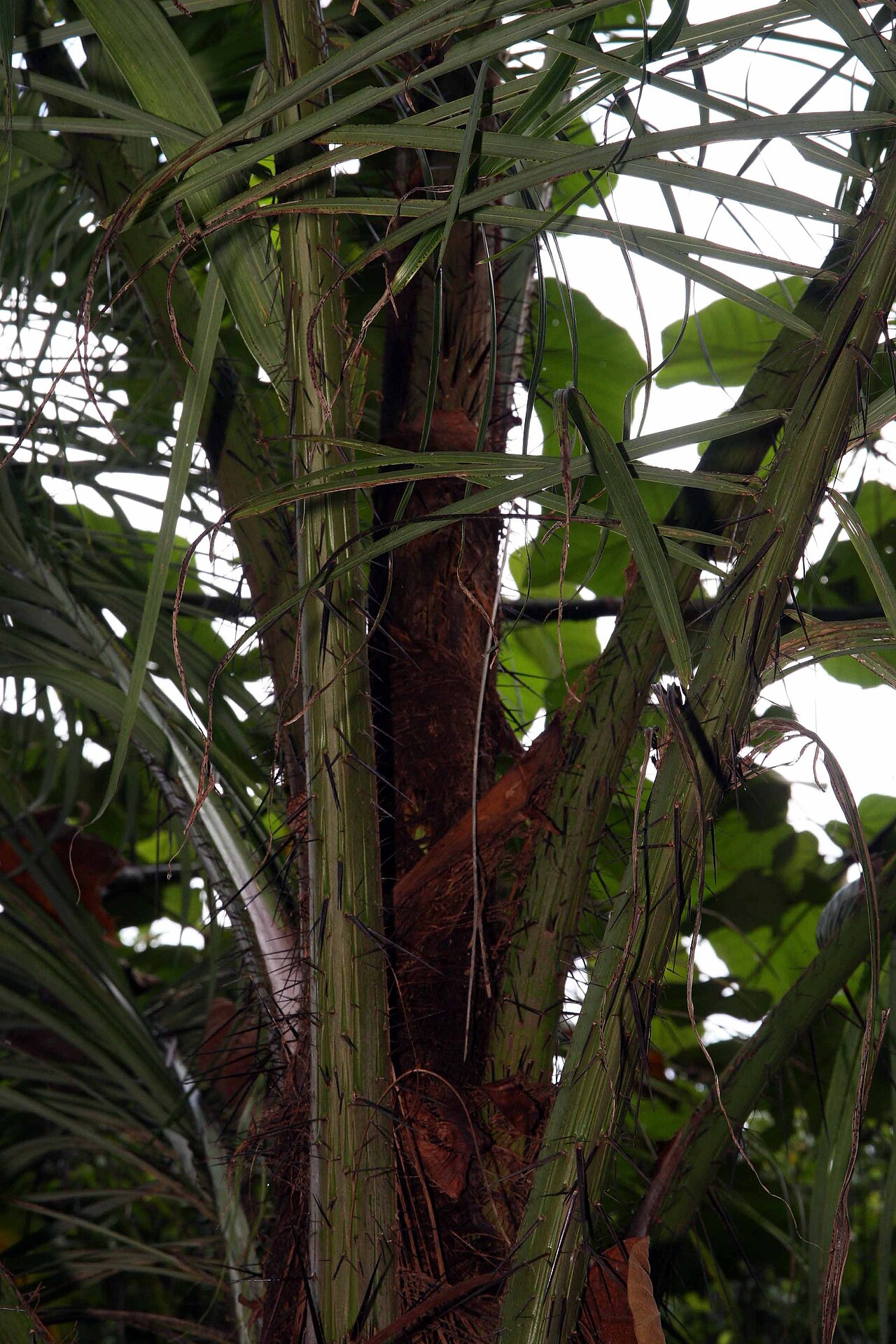 Peach palm: Location taken: Else Kientzler Botanical Garden, Sarchi Norte, Costa Rica. Names: Bactris gasipaes Kunth, Barackpálma, Cachipae, Cachipay, Cachipay (Colombia),