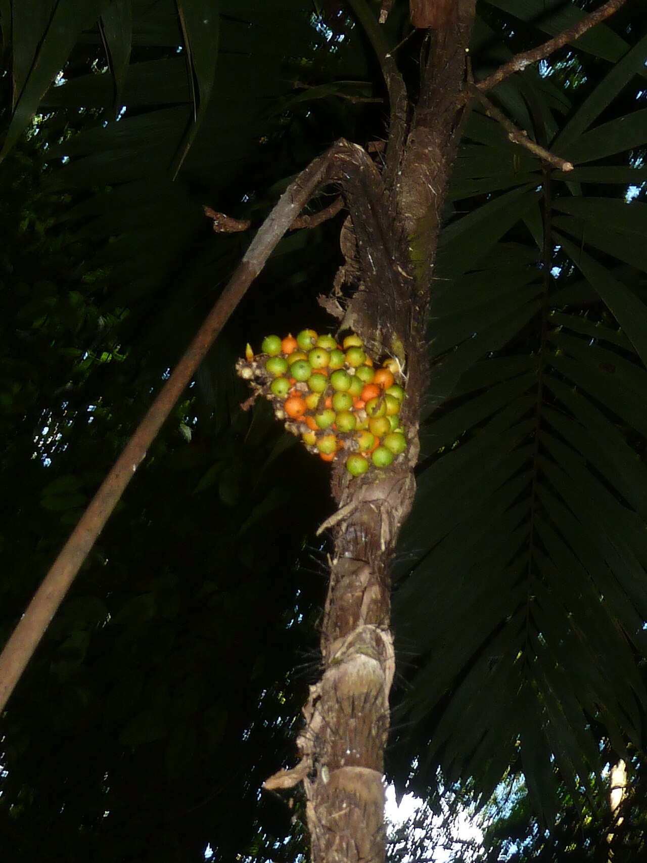 Gold palm: Bactris glandulosa baileyana. Subspecies of plant.