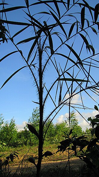 Bactris glassmanii: Bactris aff. glassmanii Med.-Costa & Noblick ex An. Hend.