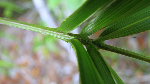 Bactris glassmanii: Bactris aff. glassmanii Med.-Costa & Noblick ex An. Hend.