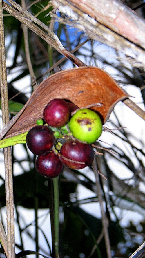 Bactris glassmanii: Bactris aff. glassmanii Med.-Costa & Noblick ex An. Hend.