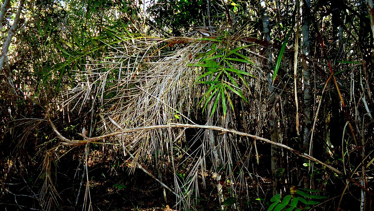 Bactris glassmanii: Bactris aff. glassmanii Med.-Costa & Noblick ex An. Hend.