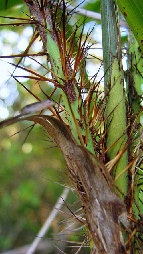 Bactris glassmanii: Bactris aff. glassmanii Med.-Costa & Noblick ex An. Hend.