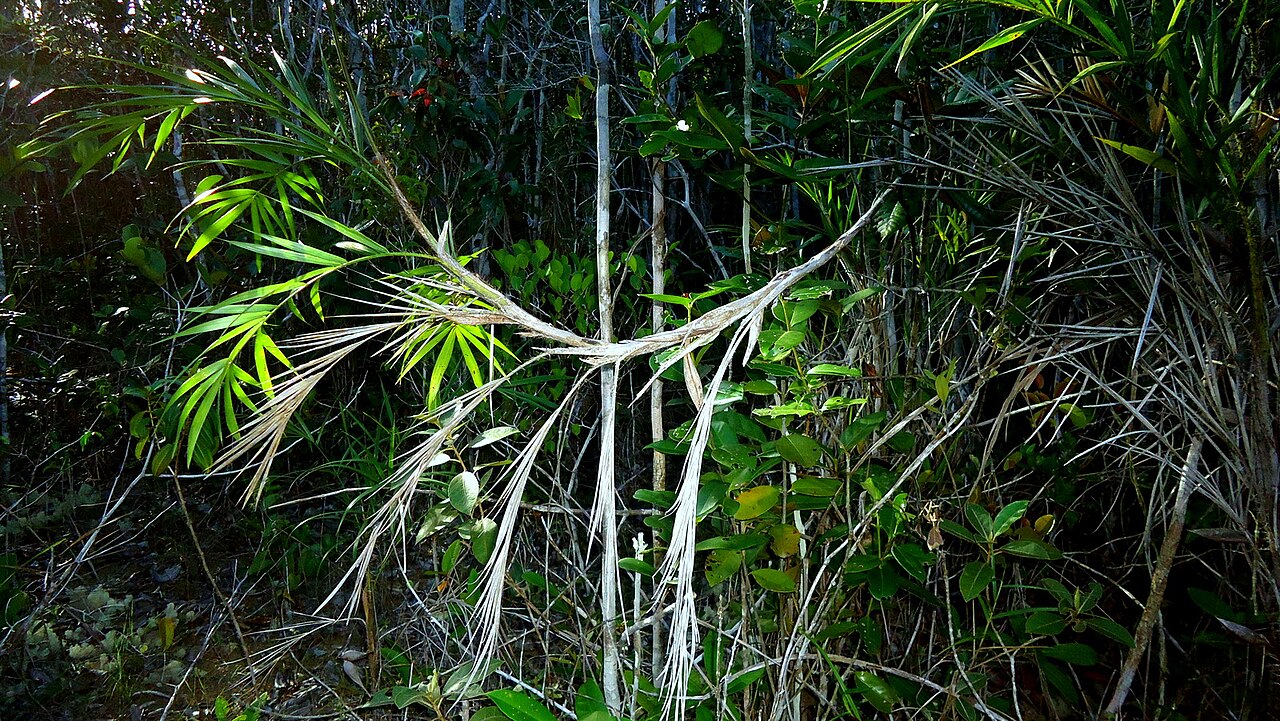 Bactris glassmanii: Bactris aff. glassmanii Med.-Costa & Noblick ex An. Hend.