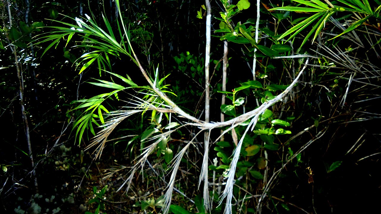 Bactris glassmanii: Bactris aff. glassmanii Med.-Costa & Noblick ex An. Hend., Arecaceae, Atlantic forest, northeastern Bahia, Brazil