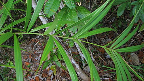 Bactris glassmanii: Bactris aff. glassmanii Med.-Costa & Noblick ex An. Hend.