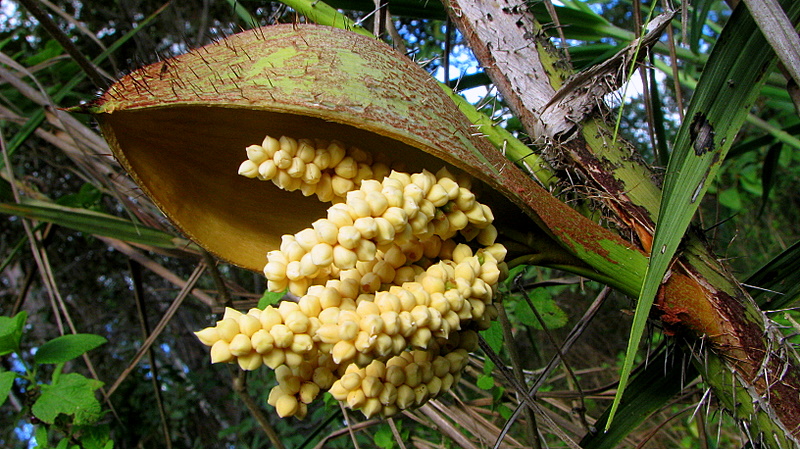 Bactris glassmanii: Bactris aff. glassmanii Med.-Costa & Noblick ex An. Hend.