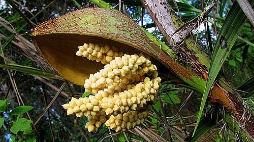 Bactris glassmanii: Bactris aff. glassmanii Med.-Costa & Noblick ex An. Hend.