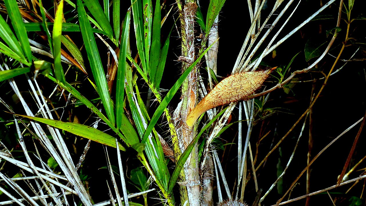 Bactris glassmanii: Bactris aff. glassmanii Med.-Costa & Noblick ex An. Hend.