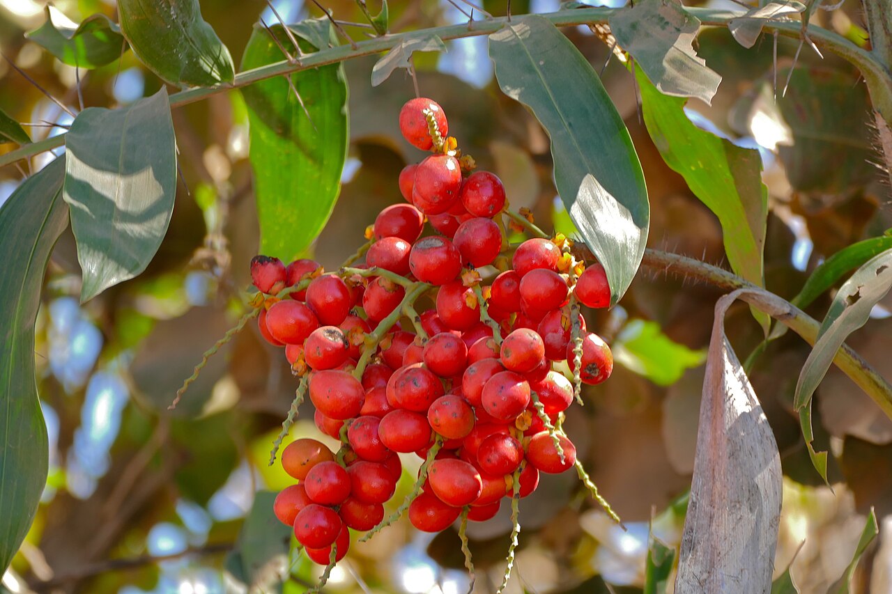Bactris glaucescens: Transpantaneira, Poconé, Mato Grosso, BRAZIL