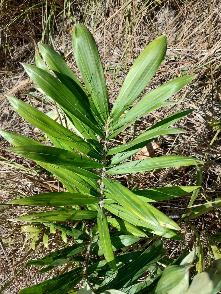 Bactris glaucescens (Bactris glaucescens)