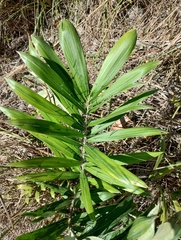 Bactris glaucescens (Bactris glaucescens)