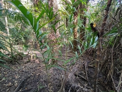 Bactris glaucescens (Bactris glaucescens)