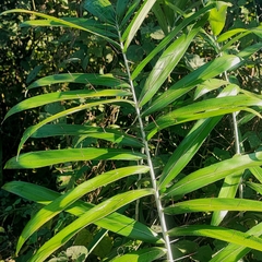 Bactris glaucescens (Bactris glaucescens)